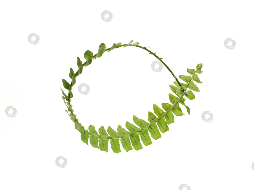 Скачать Зеленая ветка папоротника, обвязанная по кругу, выделена на белом фоне, элемент цветочного дизайна, вырез готов. Чрезвычайно высокое разрешение фотосток Ozero