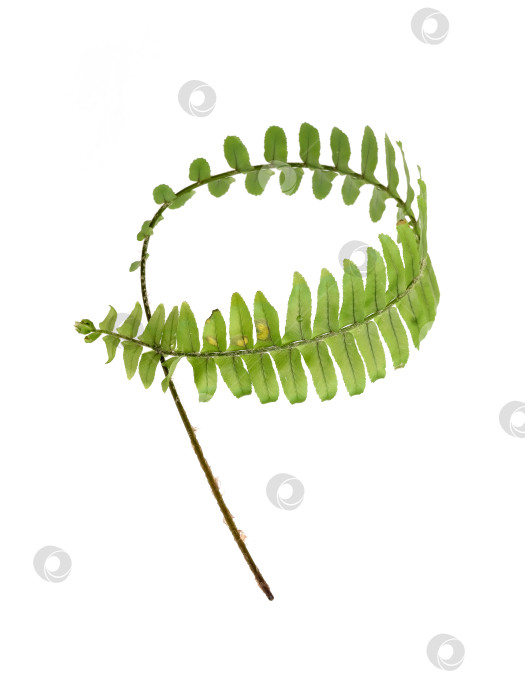 Скачать Зеленая ветка папоротника, обвязанная по кругу, выделена на белом фоне, элемент цветочного дизайна, вырез готов. Чрезвычайно высокое разрешение фотосток Ozero