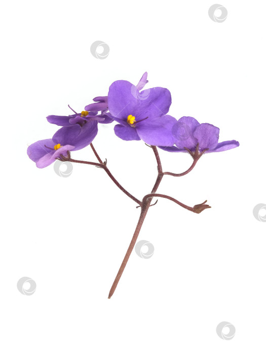 Скачать Фиолетовые фиалки, выделенные на белом фоне, с чрезвычайно высоким разрешением фотосток Ozero