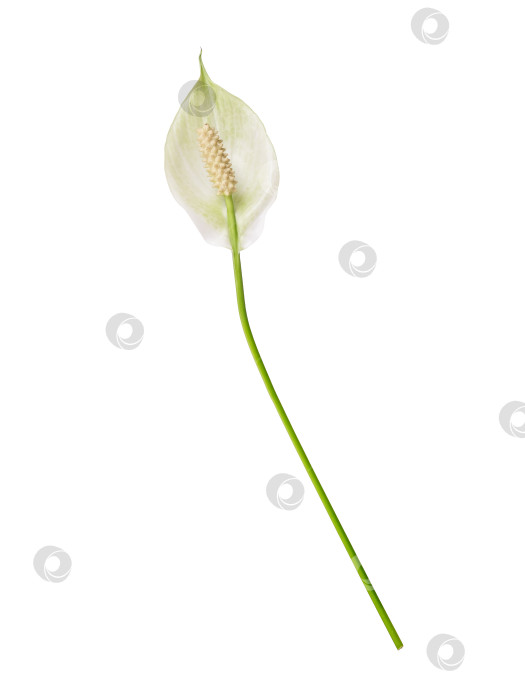 Скачать Одиночный цветок спатифиллума, выделенный на белом фоне, с чрезвычайно высоким разрешением фотосток Ozero