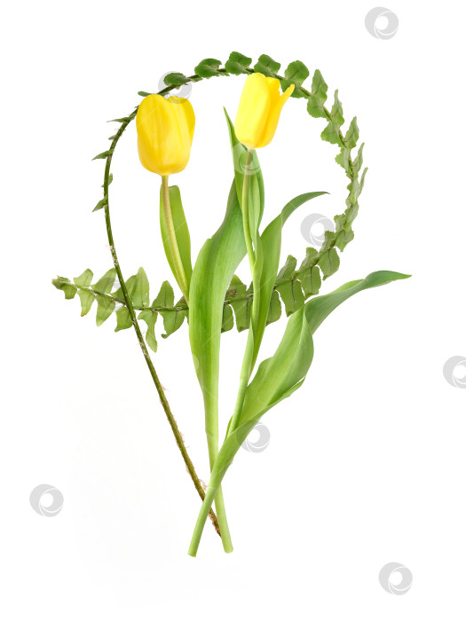 Скачать Желтые тюльпаны с круглым венком из папоротника на белом фоне, цветочная композиция, готовый рисунок. Чрезвычайно высокое разрешение фотосток Ozero