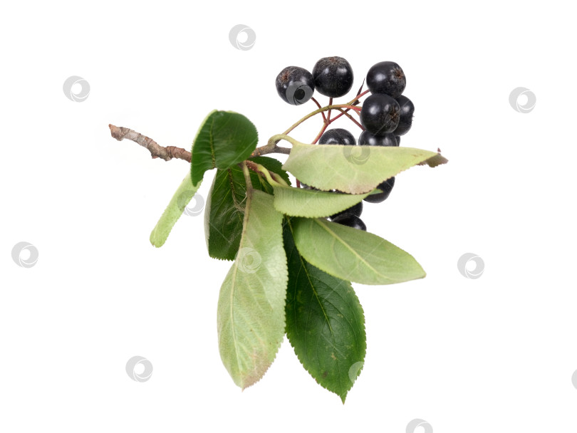 Скачать Свисающая ветка черноплодной рябины с темно-синими ягодами, выделенными на белом фоне, готова к вырезанию. Чрезвычайно высокое разрешение фотосток Ozero