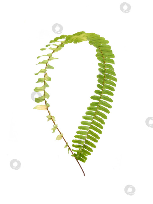 Скачать Зеленая ветка папоротника, обвязанная по кругу, выделена на белом фоне, элемент цветочного дизайна, вырез готов. Чрезвычайно высокое разрешение фотосток Ozero