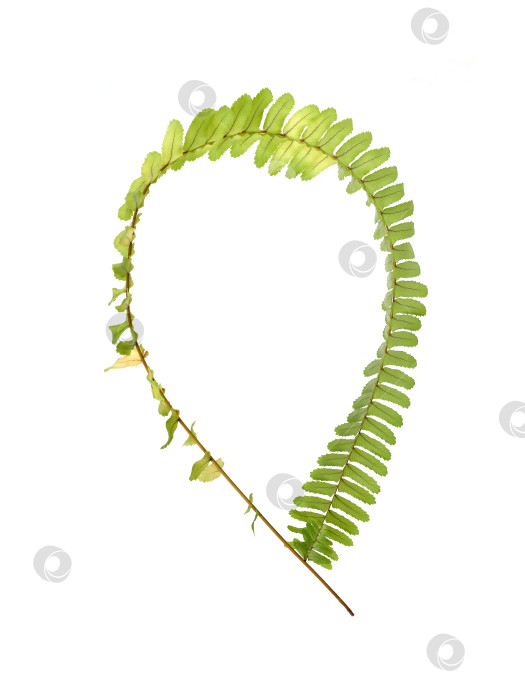 Скачать Зеленая ветка папоротника, обвязанная по кругу, выделена на белом фоне, элемент цветочного дизайна, вырез готов. Чрезвычайно высокое разрешение фотосток Ozero
