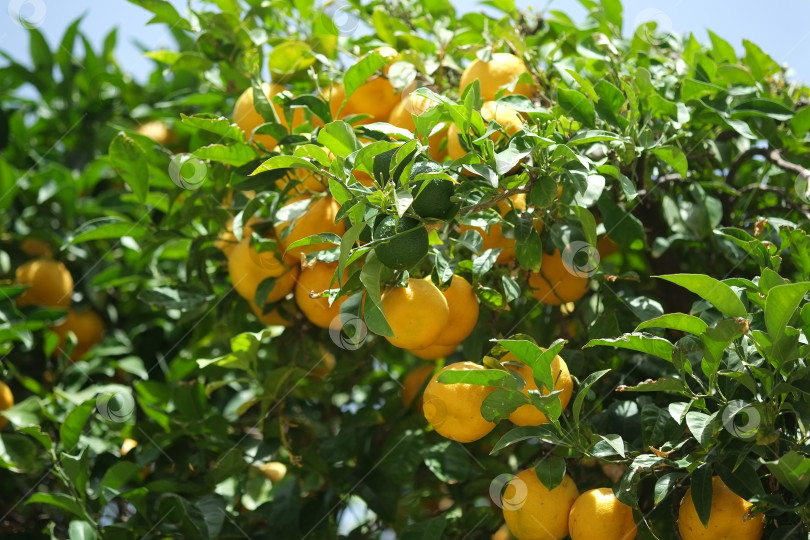 Скачать Крупный план цитрусового дерева, увешанного спелыми плодами желтого апельсина фотосток Ozero