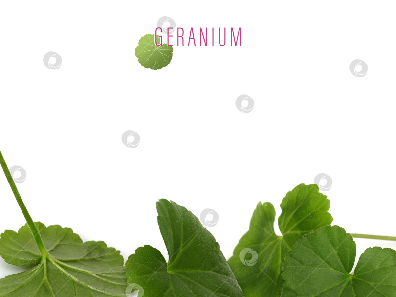 Скачать Логотип герани с листьями и ботанической типографикой на белом фоне, макет плаката. Чрезвычайно высокое разрешение фотосток Ozero
