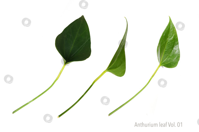 Скачать Одиночный лист антуриума в форме сердца, выделенный на белом фоне, в очень высоком разрешении. Том 01 фотосток Ozero