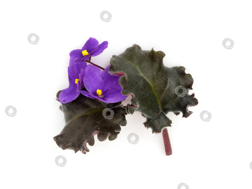 Скачать Пурпурно-фиолетовые цветы с темно-зелеными листьями, вид сверху, ровное расположение, изолированные на белом фоне, высокое разрешение фотосток Ozero