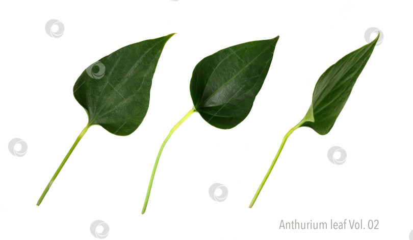 Скачать Одиночный лист антуриума в форме сердца, выделенный на белом фоне, в очень высоком разрешении. Том 01 фотосток Ozero