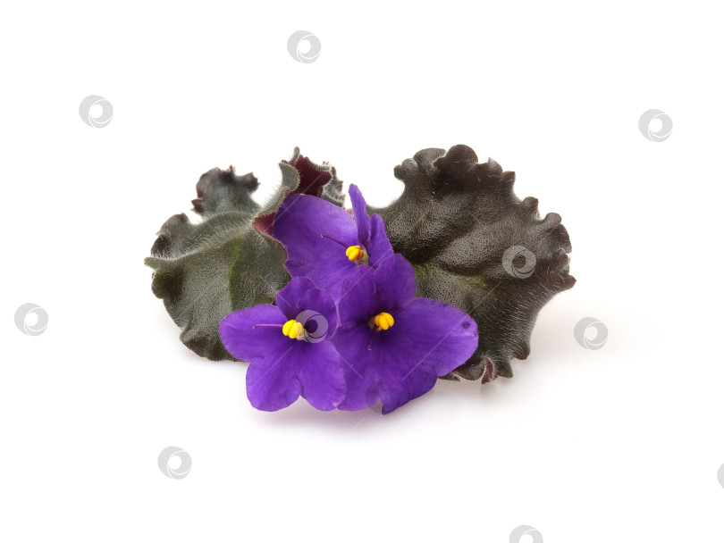 Скачать Пурпурно-фиолетовые цветы с темно-зелеными листьями, вид сверху, ровное расположение, изолированные на белом фоне, высокое разрешение фотосток Ozero