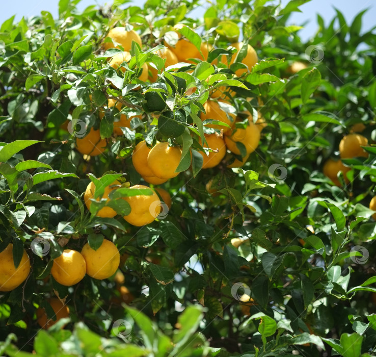 Скачать Крупный план цитрусового дерева, увешанного спелыми плодами желтого апельсина фотосток Ozero
