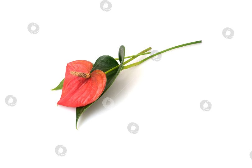 Скачать Кораллово-красный цветок антуриума с листьями, выделяющимися на белом фоне, естественная тень, чрезвычайно высокое разрешение фотосток Ozero