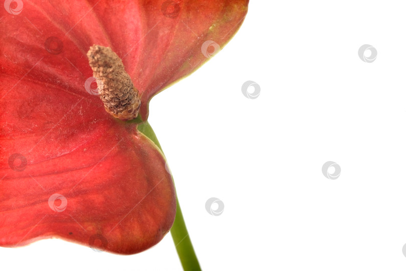 Скачать Экстремальный макросъемка фрагмента цветка красного антуриума крупным планом на белом фоне, чрезвычайно высокое разрешение фотосток Ozero