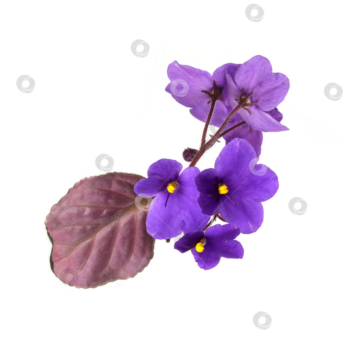 Скачать Макроколлаж из фиолетовых фиалок с желтыми серединками и бордовыми листьями, выделенных на белом фоне, с чрезвычайно высоким разрешением фотосток Ozero