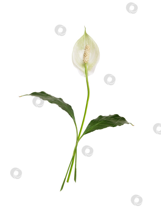 Скачать Одиночный цветок спатифиллума, выделенный на белом фоне, с чрезвычайно высоким разрешением фотосток Ozero