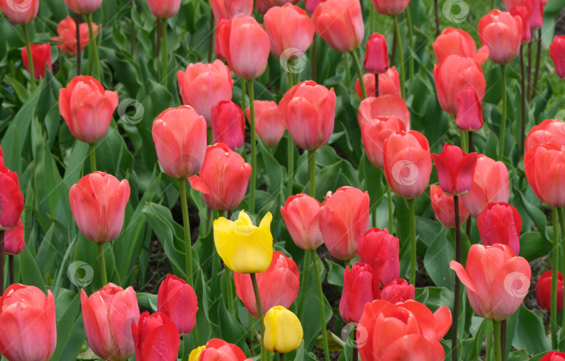 Скачать Группа красных и желтых тюльпанов в фокусе на мягком размытом фоне, весенние садовые цветы, естественный дневной свет фотосток Ozero