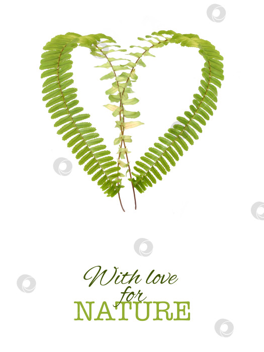 Скачать С любовью к природе, сердечко из листьев папоротника, выделенное на белом фоне, готово к вырезанию. Плакат в очень высоком разрешении фотосток Ozero