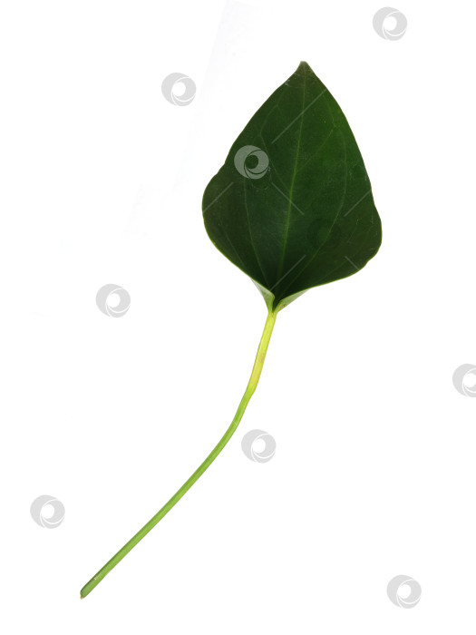 Скачать Одиночный лист антуриума в форме сердца, выделенный на белом фоне, чрезвычайно высокое разрешение фотосток Ozero