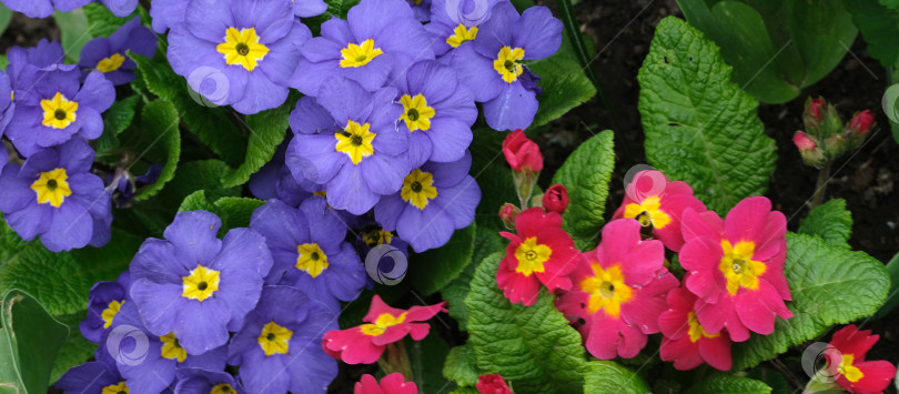 Скачать Яркие фиолетовые и малиновые первоцветы (Primula vulgaris) в окружении естественного сада, горизонтальная композиция на баннере фотосток Ozero