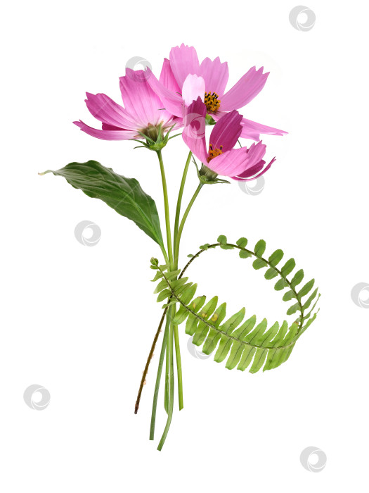 Скачать Букет из розовых цветов "космос" и листьев папоротника, выделенных на белом фоне, готов к вырезанию. Чрезвычайно высокое разрешение фотосток Ozero