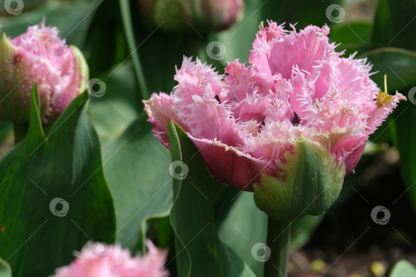 Скачать Одиночный розовый тюльпан в фокусе с размытым зеленым фоном и нераскрывшимися бутонами, мягкое естественное освещение, весенний цветок крупным планом фотосток Ozero