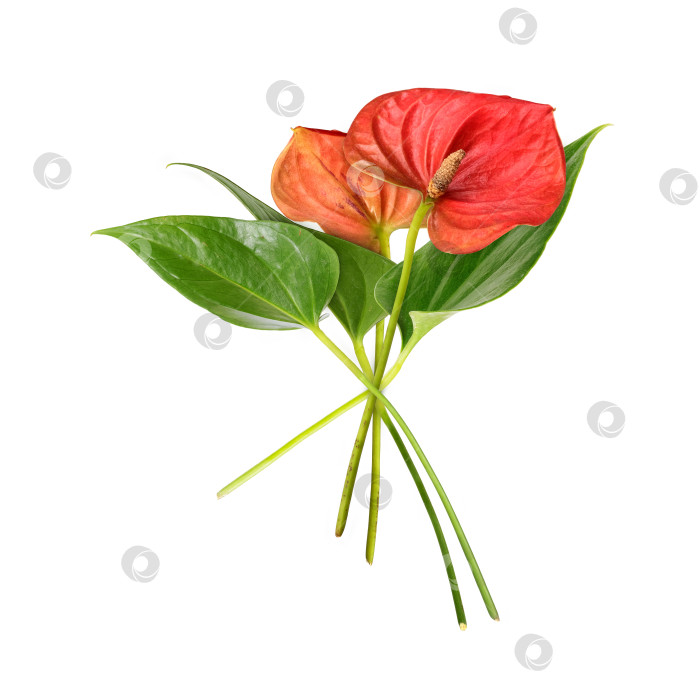 Скачать Реалистичный фотоколлаж из букета красного антуриума, выделенного на белом фоне, с чрезвычайно высоким разрешением фотосток Ozero