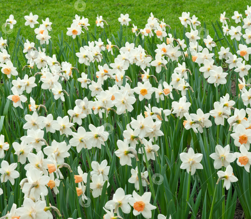 Скачать Поле белых нарциссов в цвету, Весенний луг со свежими цветами нарцисса, Естественный дневной свет, Цветочный пейзаж фотосток Ozero