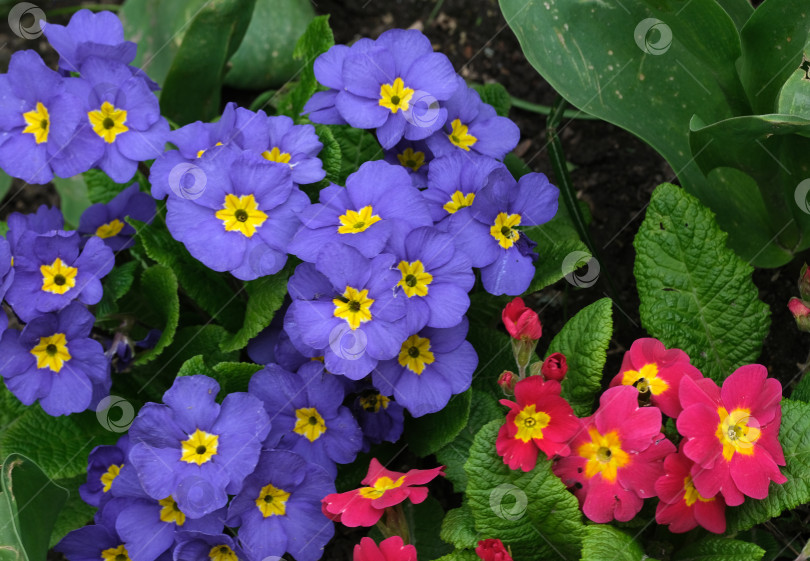 Скачать Яркие фиолетовые и малиновые примулы обыкновенные (Primula vulgaris) в естественной обстановке сада, фотосъемка при дневном свете фотосток Ozero