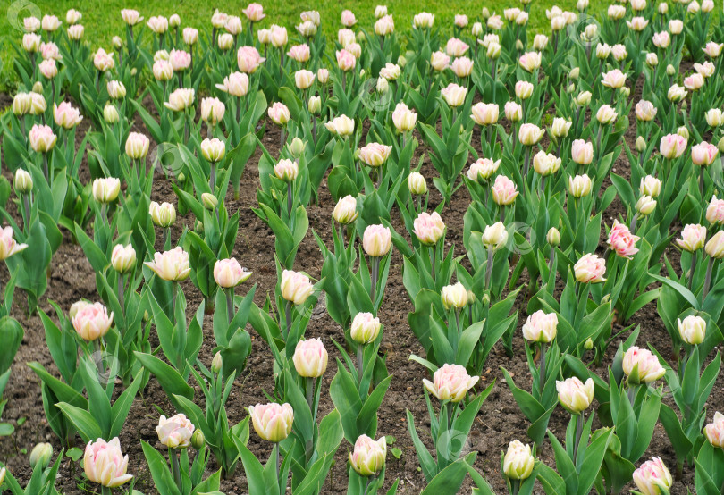 Скачать Нежные бело-розовые тюльпаны рядами, весенние грядки в саду, мягкое естественное освещение, фон из цветочных полей фотосток Ozero