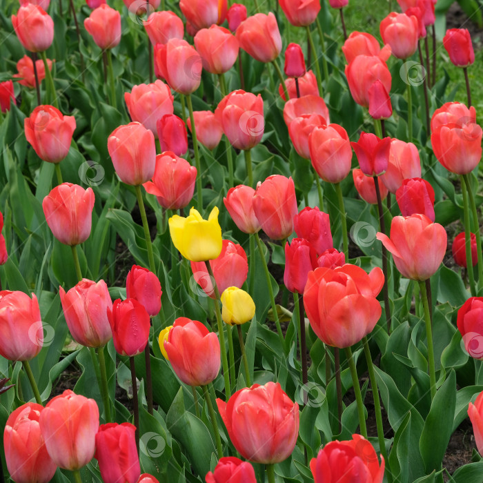 Скачать Группа красных и желтых тюльпанов в фокусе на мягком размытом фоне, весенние садовые цветы, естественный дневной свет фотосток Ozero
