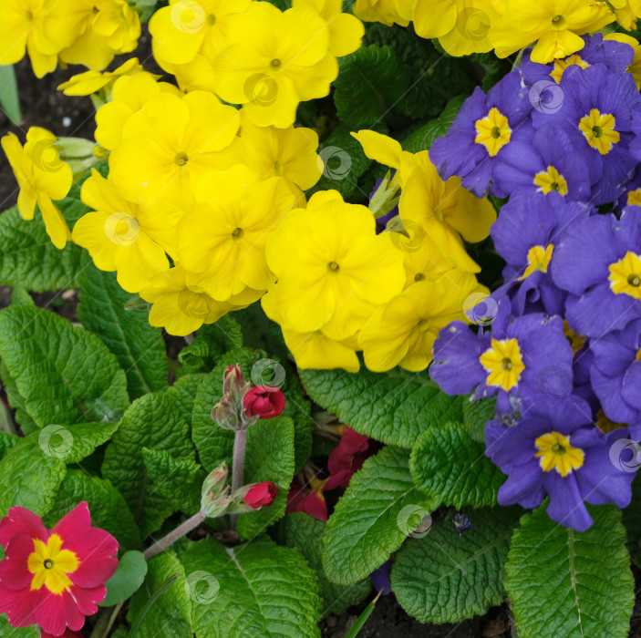 Скачать Яркие фиолетовые, желтые и малиновые примулы обыкновенные (Primula vulgaris) в естественной обстановке сада, фотосъемка при дневном свете фотосток Ozero