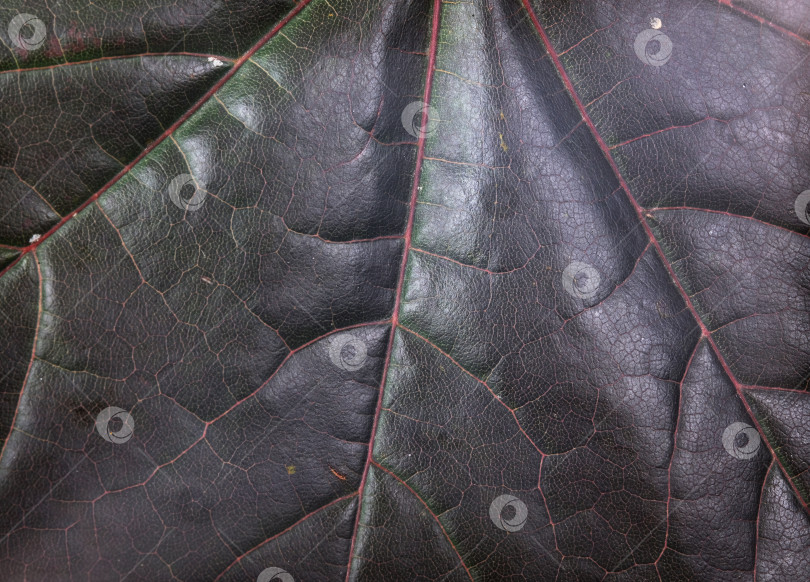 Скачать Экстремальный макросъемка крупным планом изолированных темных прожилок кленового листа с чрезвычайно высоким разрешением фотосток Ozero