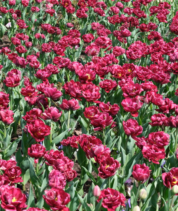 Скачать Группа розовых тюльпанов в фокусе на мягком размытом фоне, весенние садовые цветы, естественный дневной свет фотосток Ozero