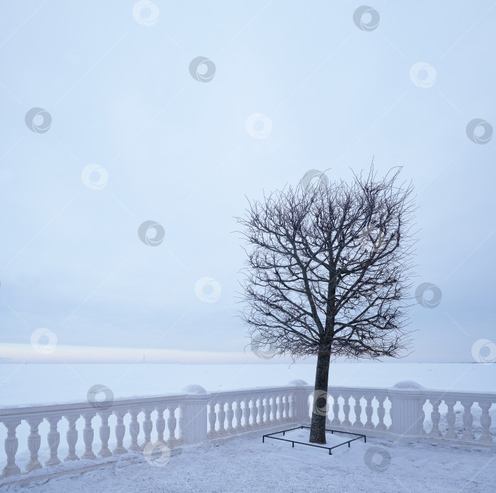 Скачать Вид на Финский залив и башню Лахта-центра с террасы Дворца Монплезир зимой. Нижний парк, Санкт-Петербург, Петродворец (Петергоф, Россия) фотосток Ozero