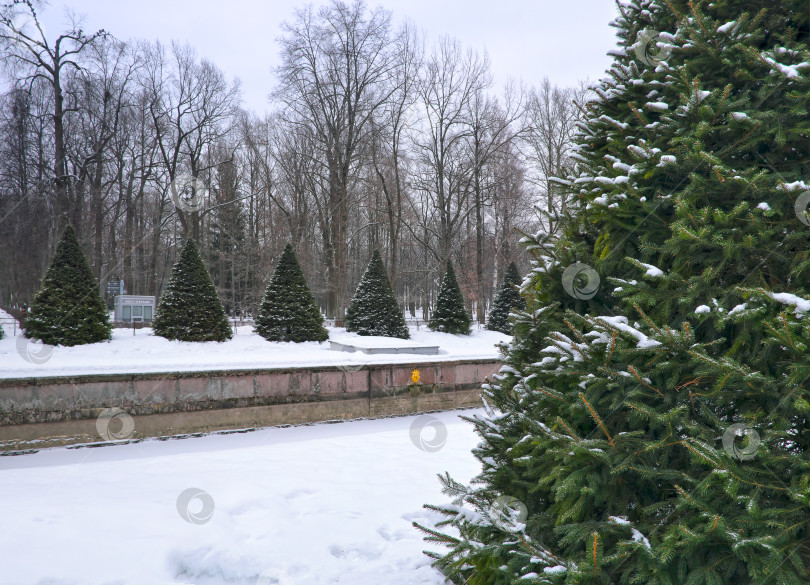Скачать Зимний  вид на аллею фонтанов вдоль Морского (Самсоновского) канала. Нижний парк, Санкт-Петербург, Петродворец (Петергоф, Россия) фотосток Ozero