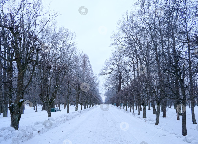 Скачать Вид на мемориал Петру и на Марсельской аллее зимой. Нижний парк, Санкт-Петербург, Петродворец (Петергоф, Россия) фотосток Ozero