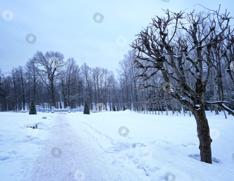 Скачать Зимний вид у Фонтана Пирамида. Нижний парк, Санкт-Петербург, Петродворец (Петергоф, Россия) фотосток Ozero