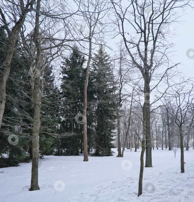 Скачать Зимний пейзаж в нижнем парке Петергофа. Санкт-Петербург, Петродворец (Петергоф, Россия) фотосток Ozero