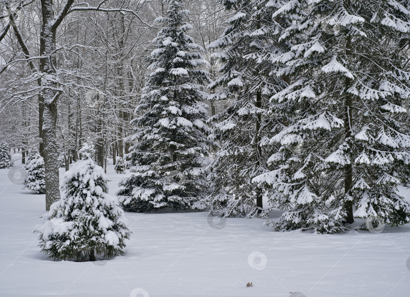 Скачать Зимний пейзаж в Нижнем парке Петергофа. Петергоф, Петродворец, Санкт-Петербург, Россия фотосток Ozero