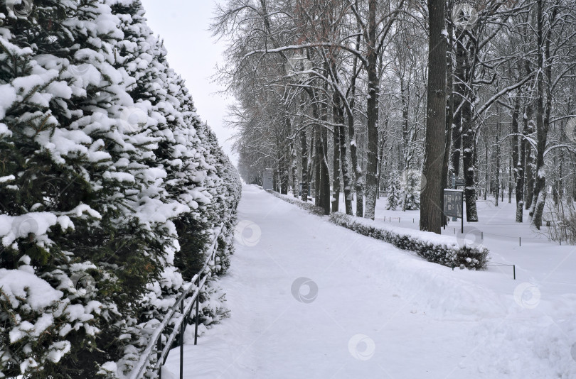 Скачать Зимний пейзаж в Нижнем парке Петергофа с видом на Восточную аллею фонтанов вдоль Морского канала. Петергоф, Петродворец, Санкт-Петербург, Россия фотосток Ozero