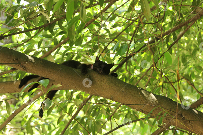 Скачать Кот на дереве фотосток Ozero