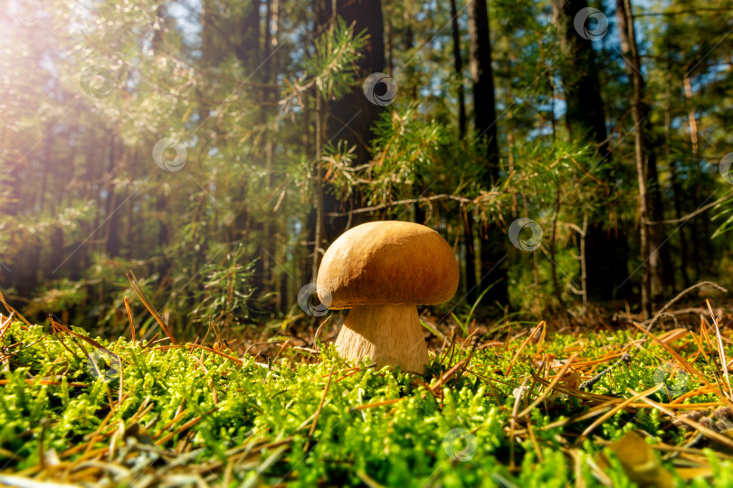 Скачать Белый гриб в сосновом осеннем лесу. Boletus Edulis. фотосток Ozero
