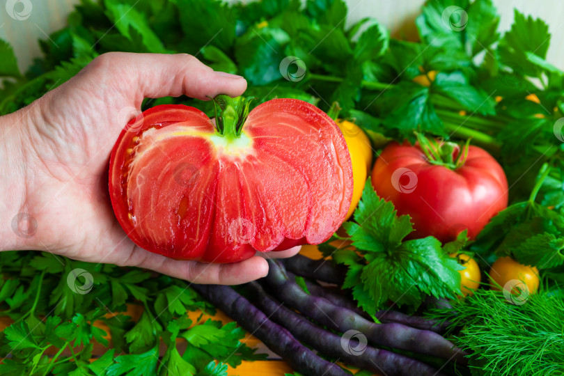 Скачать Нарезанный помидор в руках фермера на фоне свежей петрушки и сельдерея. фотосток Ozero