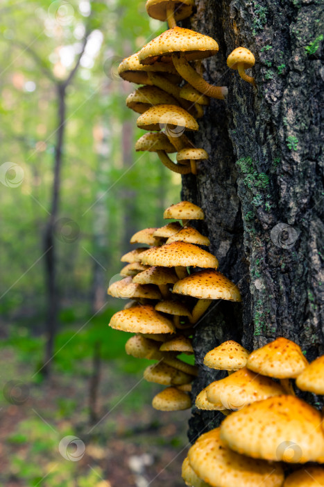 Скачать Грибы, растущие группами на деревьях. фотосток Ozero