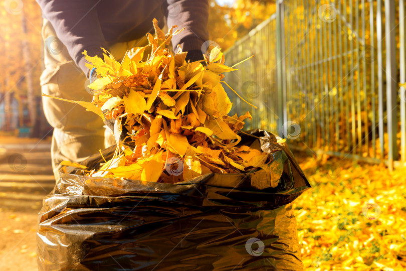 Скачать Дворник собирает осенние листья в мешок. Сезонная работа во дворе. фотосток Ozero