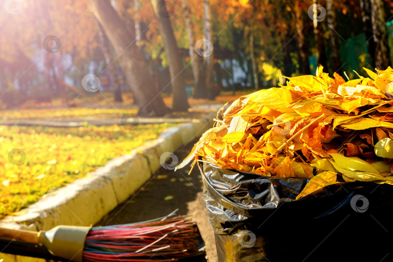 Скачать Осенние желтые листья собирают в мешок. Сезонная работа во дворе. Работа дворника. Черный мешок для мусора. Крупным планом. фотосток Ozero