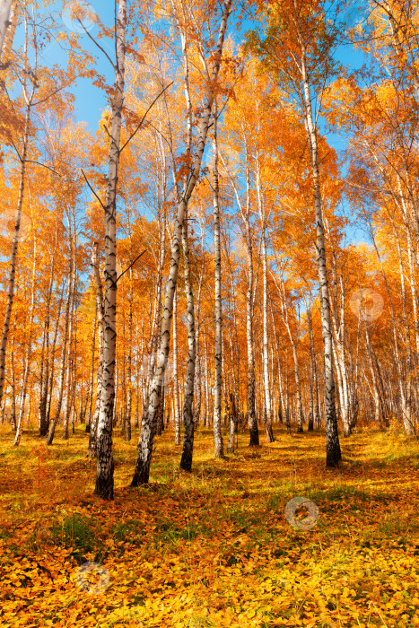 Скачать Осенний пейзаж в березовой роще. Солнечная погода по сезону. Яркая оранжевая и желтая листва. Листья, опавшие на землю. фотосток Ozero