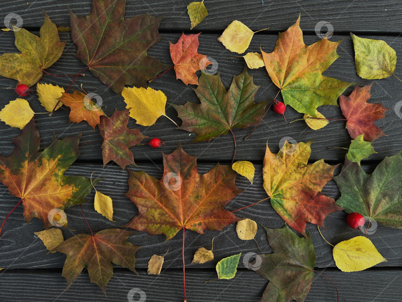 Скачать Осенние листья фотосток Ozero