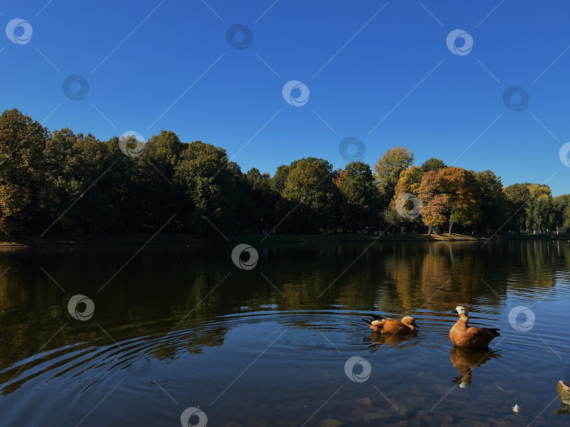 Скачать Утки на пруду фотосток Ozero