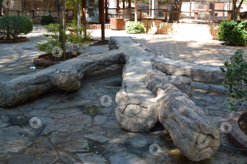 Скачать Поваленное дерево фотосток Ozero